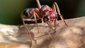 Secret life of Australia's ants, the hardest workers in any backyard - ABC  News