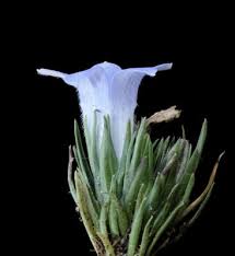 Image result for Craterocapsa