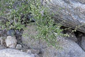 Image result for Galium stenophyllum