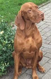 Vizslas are originally from hungary. Vizsla Smooth Breeders Canada Canadogs
