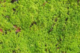 Apa itu reverse osmosis kami menyarankan produk purewatercare dibawah ini wa: Is Sphagnum Moss Peat Moss What S The Difference Between Sphagnum Moss And Sphagnum Peat