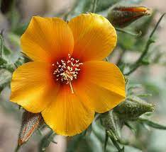 San Joaquin Blazing Star Mentzelia Pectinata Wildflower Photo Wildflowers Photography Night Blooming Flowers