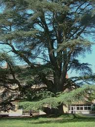 Click here to see additional work. Cedrus Atlantica Wikipedia