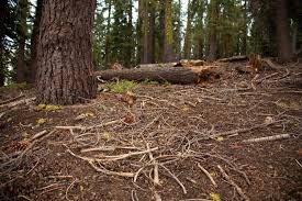 Forest Ground The Forest Floor Richly Littered With Sticks Pine Cones Moss And Pine Trees Forest Tree Pine Forest
