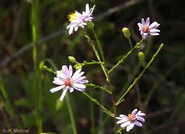 Image result for Aster chimanimaniensis