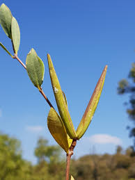 Image result for Cryptolepis oblongifolia