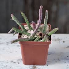 Image result for Huernia volkartii