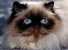 They all have copper colored eyes. Persian Cat Siamese Cat Siamese Cat In Basket Geometric Cat Siamese Tortitude Tortoiseshell Cat Personality Pe Himalayan Persian Cats Cats Himalayan Cat