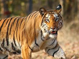 5 Off Beat Wildlife Sanctuaries In India Global Gallivanting Travel Blog