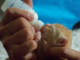 bottle babies community concern for cats