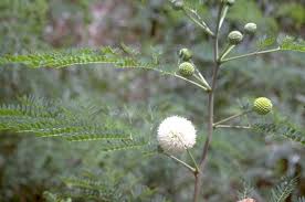 Image result for Leucas fulvipila