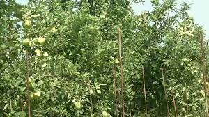 Above this elevation, consider locally native species for landscaping. Jammu Farmers New Apple Tree Grows In 40 45 Degree Celcius Temperatures Good News News India Tv