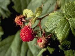 Image result for Rubus iringanus
