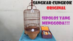 Harga rudjak nektar rujak nektar hijau pakan burung kolibri pleci. Sangkar Cungkok Pleci Import China Review Youtube