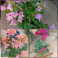 Cara menanam bunga zinnia/bunga kertas paling mudah mp3 duration 6:39 size 15.22 mb / syifa garden 18. Paket 3 Tanaman Hias Bunga Bugenvil Bunga Kertas Lazada Indonesia