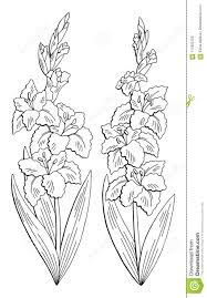 Gladiolus Flower Graphic Black White Isolated Sketch Set Illustration Vector Stock Vector Illustration Of Lea Flower Graphic Gladiolus Flower Flower Sketches