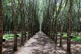 The amazon rainforest is the world's largest tropical rainforest. Industrial Plantations In The Tropics