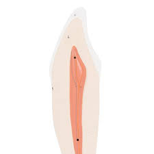 Anatomical Teaching Models Plastic Human Dental Models Lower Canine Tooth Model