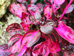 Image result for Iresine herbstii