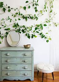 Shop furniture, lighting, storage & more! 10 Houseplants That Don T Need Sunlight Tips Inspiration Leedy Interiors