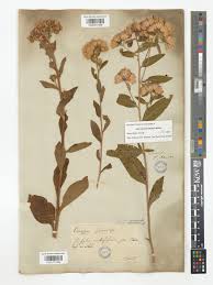 Image result for Pentas schumanniana