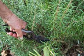 Image result for rosemary pruning
