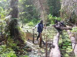 Image result for Syzygium rowlandii