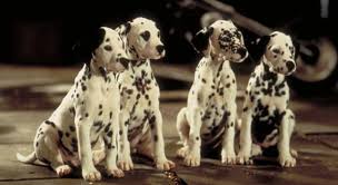 The previous set was 'duh, easy!' let's push the difficulty level a notch higher then. In The 1996 Film 101 Dalmations Trivia Questions Quizzclub