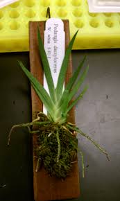 Image result for Podangis dactyloceras