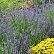 Lavender flowers near me pellettikeskustelunet. Old Fashioned English Lavender Lavandula Angustifolia Vera High Country Gardens