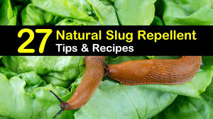 Maybe you would like to learn more about one of these? 27 Simple Diy Slug Repellent Solutions