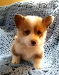 Corgi puppies gooddog, los angeles. Corgi Puppies For Sale In Iowa Petfinder
