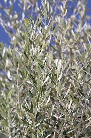 Image result for Olea capensis