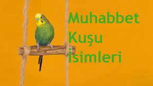 disi ve erkek muhabbet kusu isimleri sari muhabbet kusu isimleri