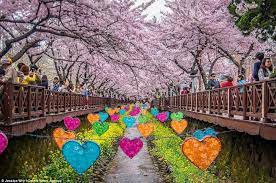 Stunning Cherry Blossoms In Full Bloom In Japan And South Korea Cherry Blossom Cherry Blossom Tree Blossom