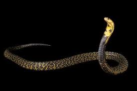 How Many Types Of Cobras Are There Which Species Are Most Venomous Sea Snake Beautiful Snakes Cobra