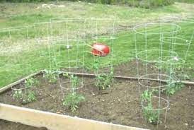 Similar to the vertical hanging trellis above, this method involves pounding a wooden stake next to each plant when your tomatoes first go into the garden. How To Grow Healthy Organic Tomatoes Migardener