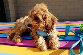 Check spelling or type a new query. Complete Cavapoo Guide 6 Must Read Facts All Things Dogs All Things Dogs