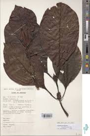 Image result for Psychotria mahonii