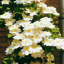 Clematissen behoren tot de zogenaamde bosranken, u vindt ze in het wild in oude bossen waar ze met hun rankenstelsel hele bouwsels kunnen vormen. Clematis Madame Le Coultre Im Ca 17 Cm Topf Online Kaufen Bei Gartner Potschke