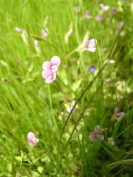 Image result for Canscora diffusa