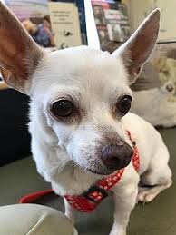 Currently there are 27 available pet friendly apartment units for rent. Pin On Pets