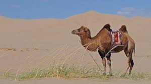 Answered 7 years ago · author has 241 answers and 446.6k answer views. 25 Best Camel Jokes For Kids By Kidadl