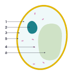 Lets us discuss the animal cell, types of an animal cell, animal cell diagram, its structure. File Simple Diagram Of Animal Cell Fr Svg Wikimedia Commons