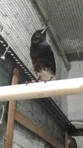 Demikianlah ulasan mengenai perbedaan burung cockatiel jantan dan betina. Perbedaan Decu Lokal Dan Decu Krikil Rumahunggas