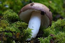 Image result for Russula sp
