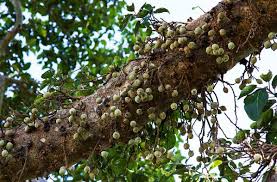 This fig tree can survive through different weather conditions, but the fruit ripens during june (the past year's growth) and august (the current year's growth). Wild Facts Sabi Sabi Private Game Reserve Sycamore Fig Tree