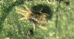 Image result for spider mites on cucumbers