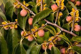 Image result for Diospyros squarrosa