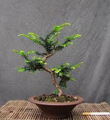 Yew bonsai tree also known as taxus, this bonsai has very toxic parts; So When Do Yew Repot Bonsai Nut